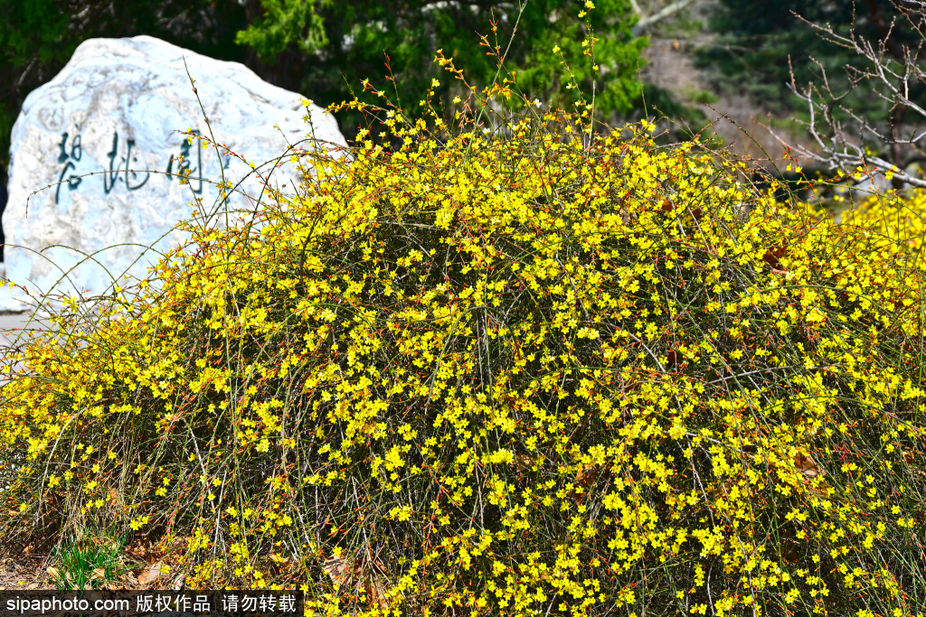 国家植物园迎春花盛开，美不胜收