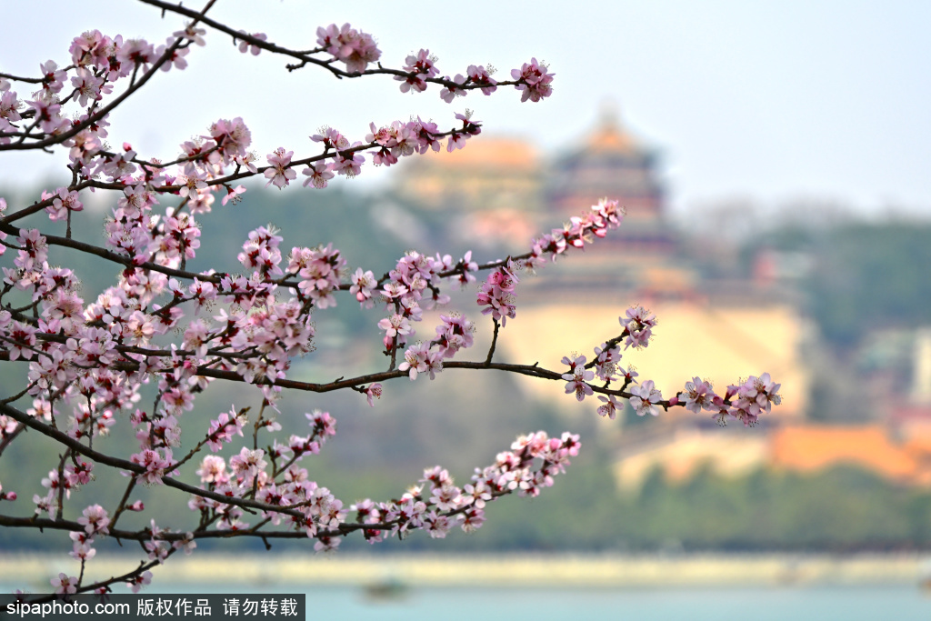 颐和园西堤山桃花盛开，绘就一幅皇家园林春日画卷