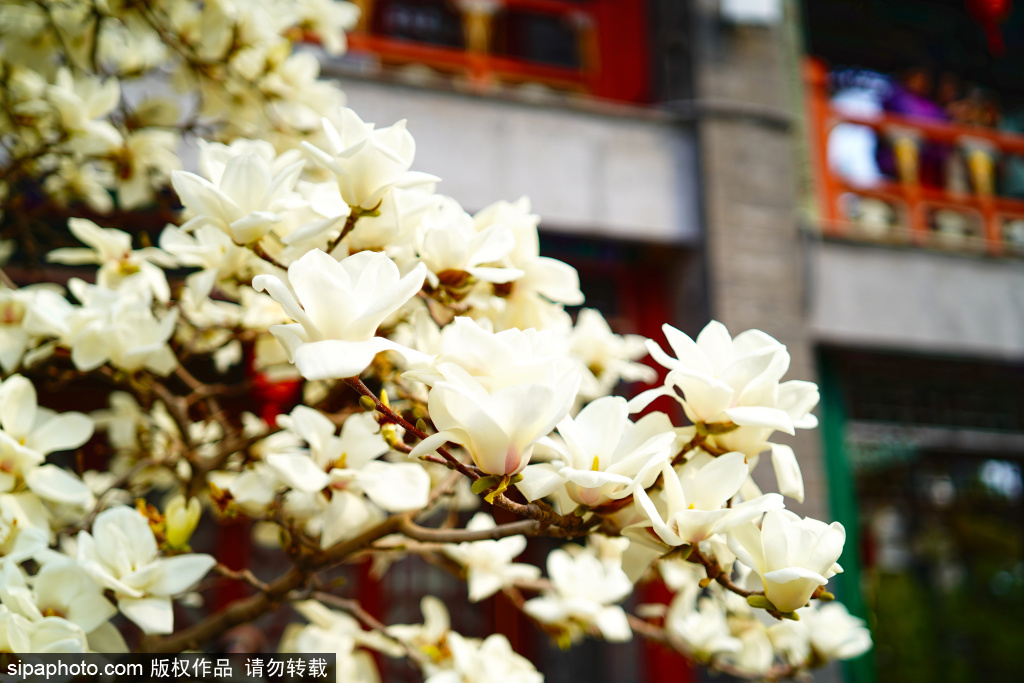 红楼春色藏不住 大观园白玉兰迎来盛放期