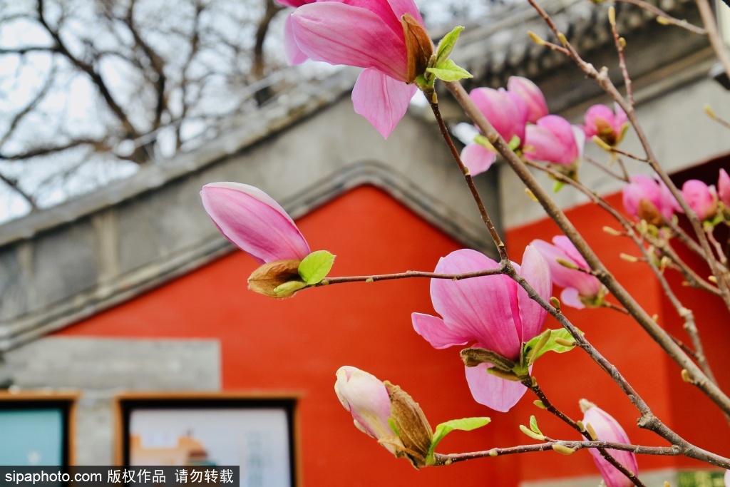 红墙古刹映玉兰宣南文脉伴花香