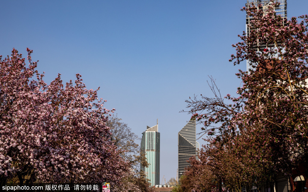天津五大道，春季不可或缺的一景