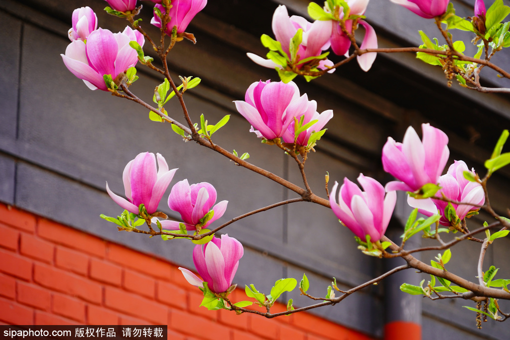 北京：三里屯西五街玉兰花盛开，与网红“小黄楼”同框如诗如画