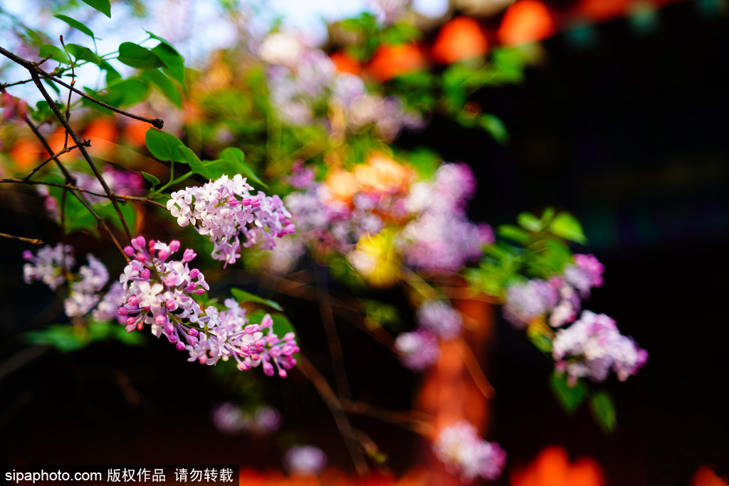 北京：法源寺丁香花绽放