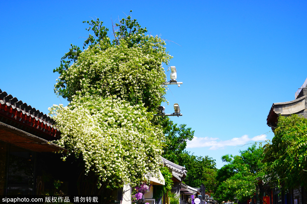 五道营胡同“白色花瀑”