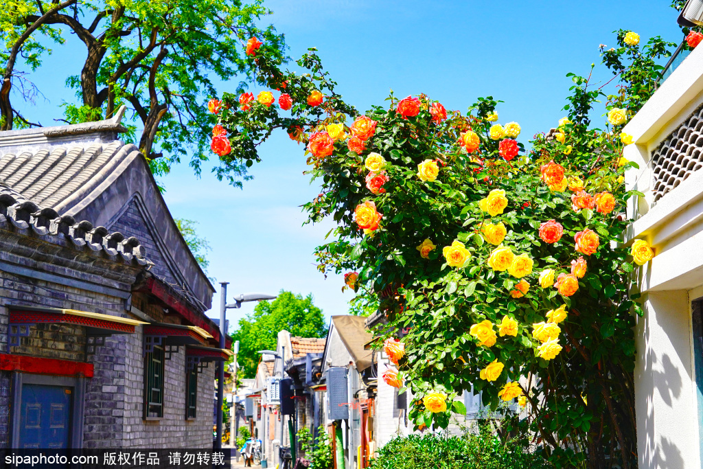 五月胡同秘境：铸钟胡同月季盛开美如油画