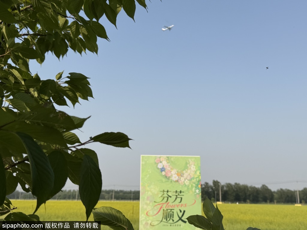 芬芳顺义楼台油菜花海
