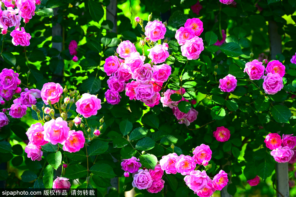对外经贸大学外蔷薇花开满枝头，浪漫花墙美景如画