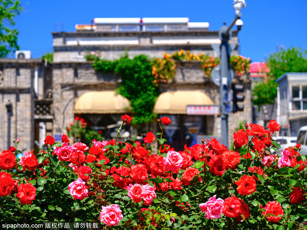 月季花扮靓街头