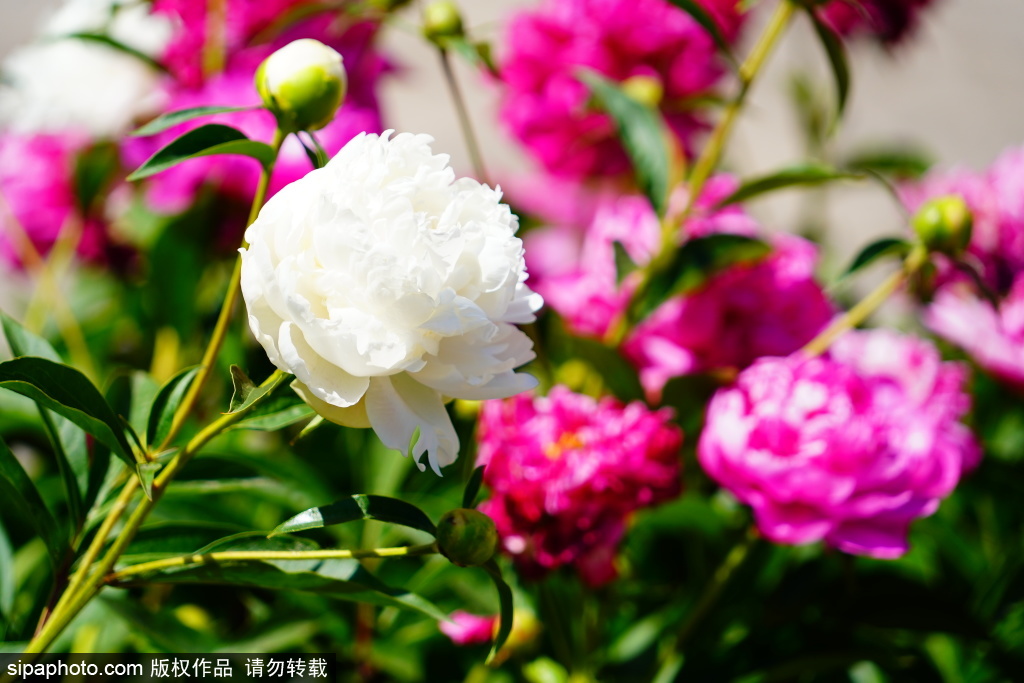北海公园芍药与红墙黄瓦同框
