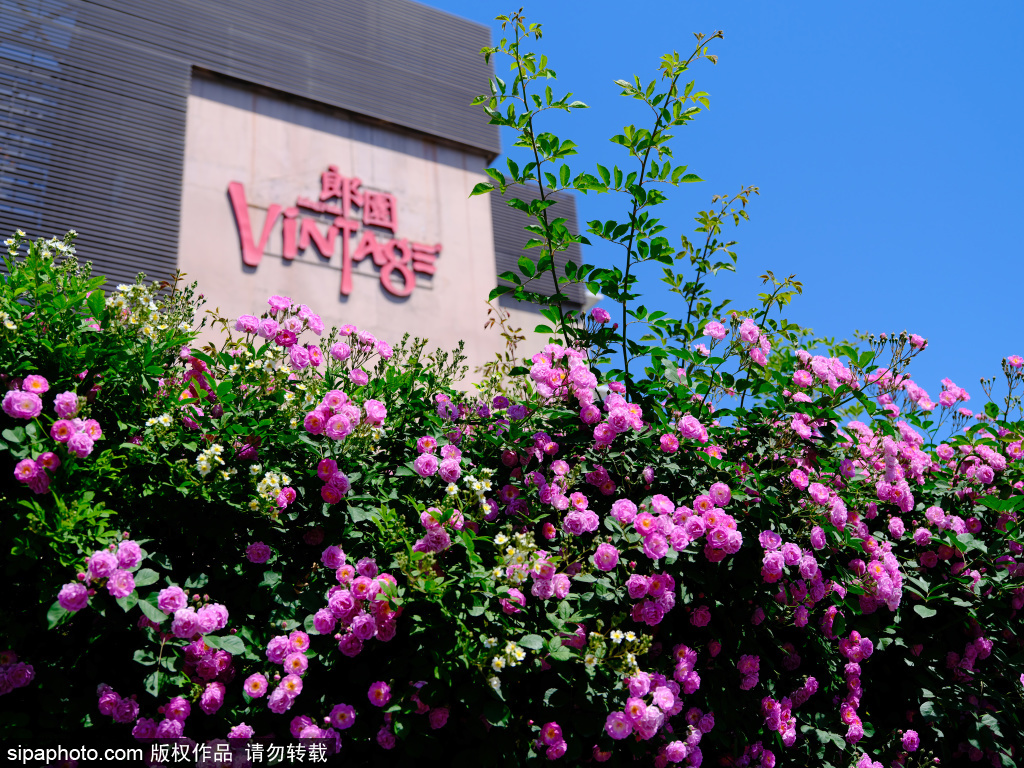 朗园Vintage外百米蔷薇花瀑布， 解锁夏日限定浪漫