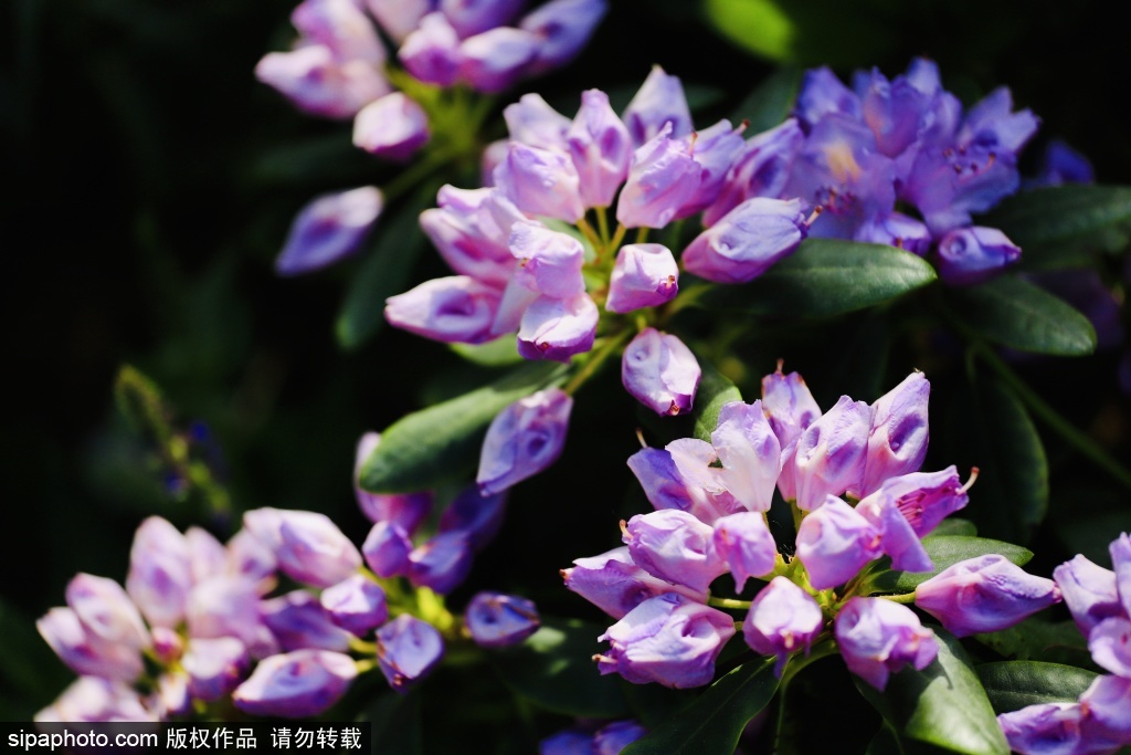国际花展限定高山杜鹃秘境展区