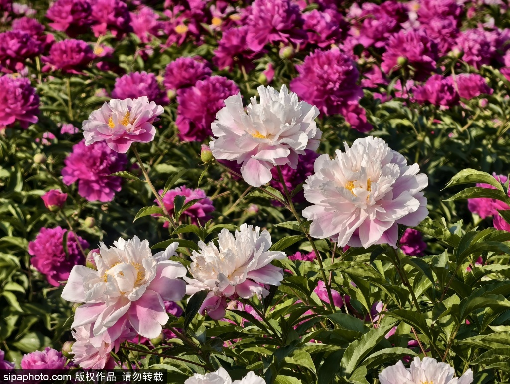 圆明园芍药初夏迎盛花期，花团锦簇景色美