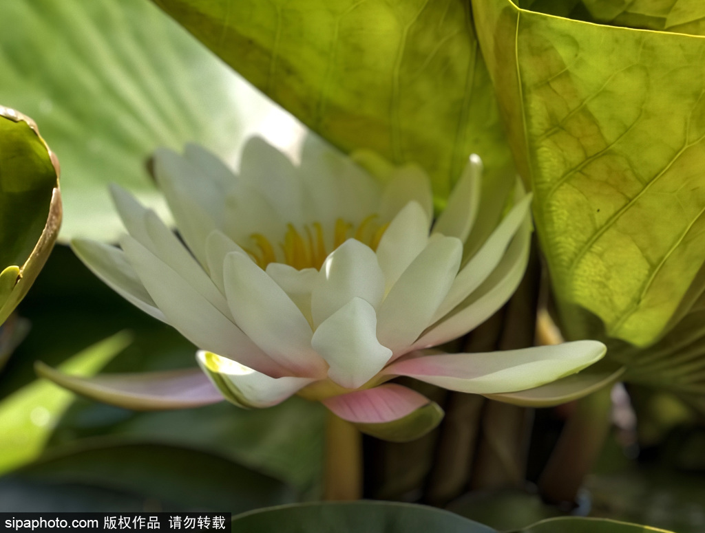 初夏时节 玉渊潭公园睡莲绽放景致美