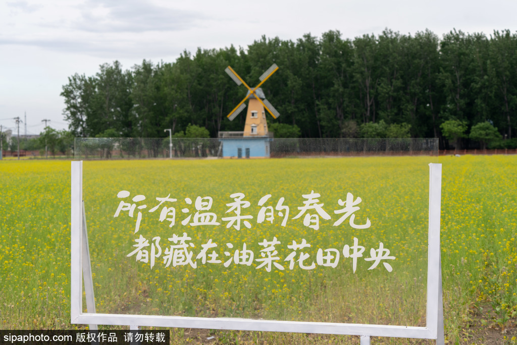 京西稻香花海油菜花