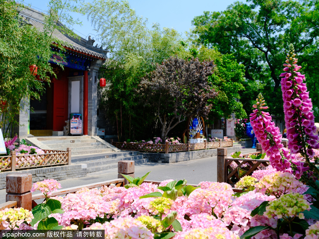 各色花卉扮靓模式口历史文化街区，色彩斑斓美景如画