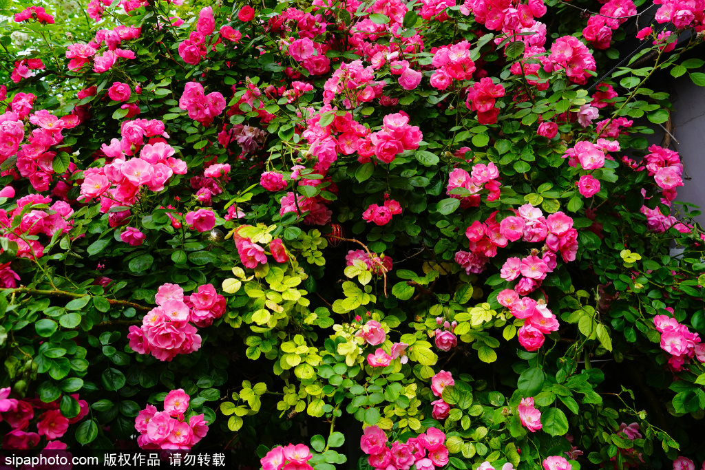 五月胡同秘境，北锣鼓巷粉色蔷薇花瀑美景如画