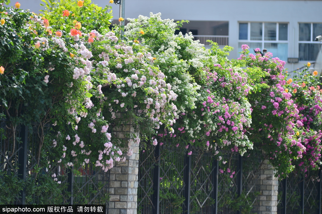 五月遇繁花 街头满缤纷