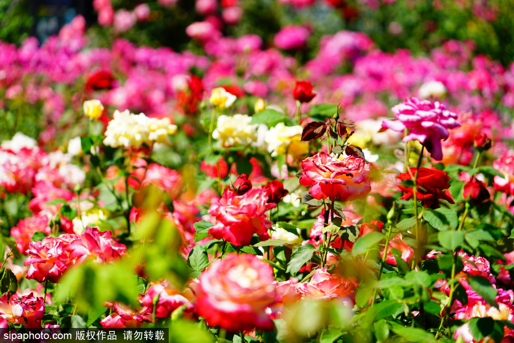 隐藏在小区内的月季花海，花色层层晕染宛若油画