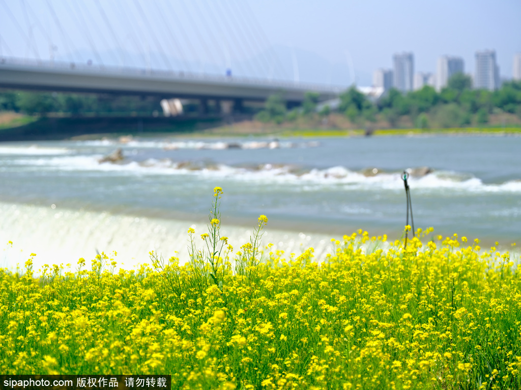 首钢园油菜花盛开