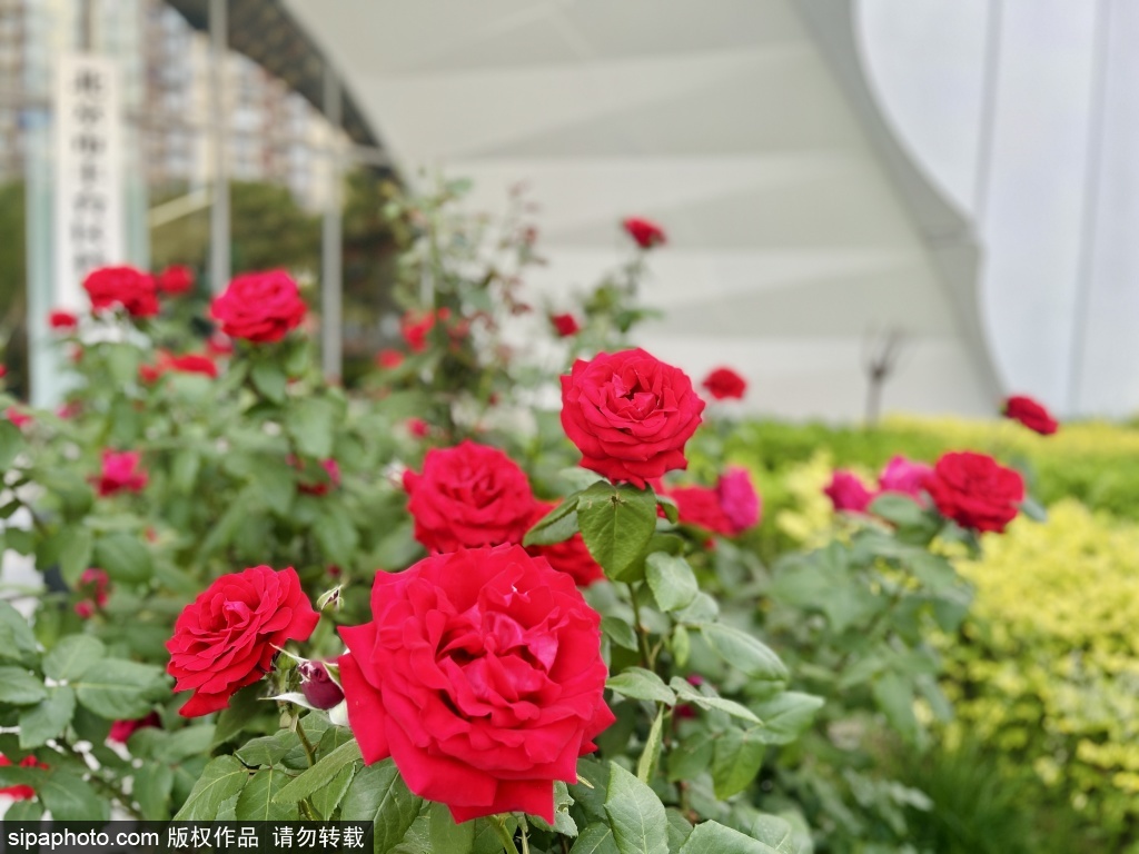 丰台区档案馆初夏月季花盛放