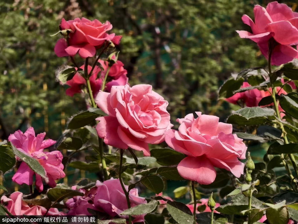 北京街头月季盛开 姹紫嫣红美不胜收