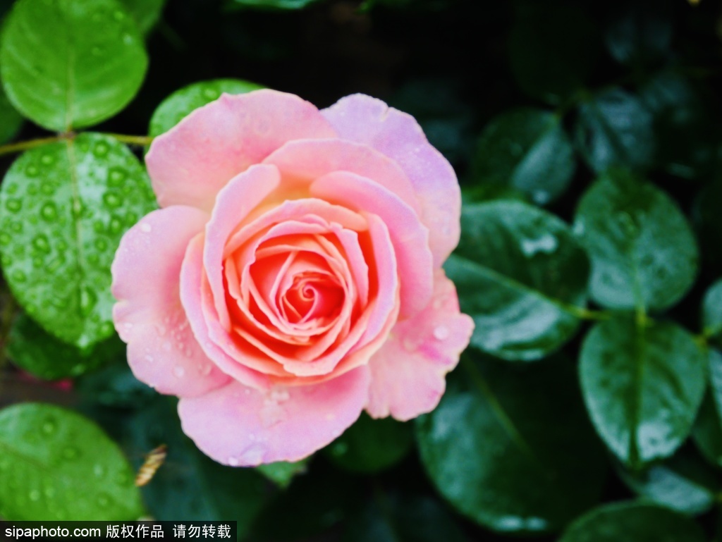 阴雨润初夏丽泽月季玫瑰缀城隅