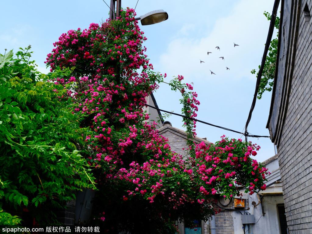 胡同初夏 繁花入巷