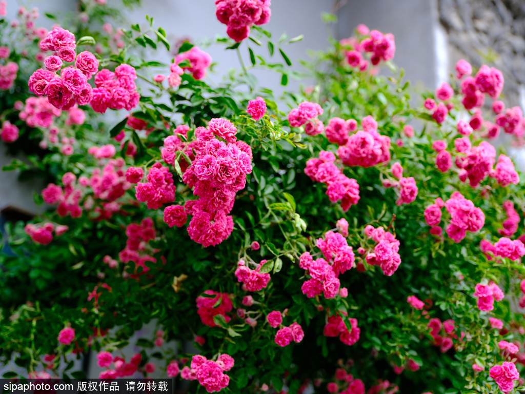 蔷薇花点缀在青砖灰瓦间 形成独具特色的夏日景观