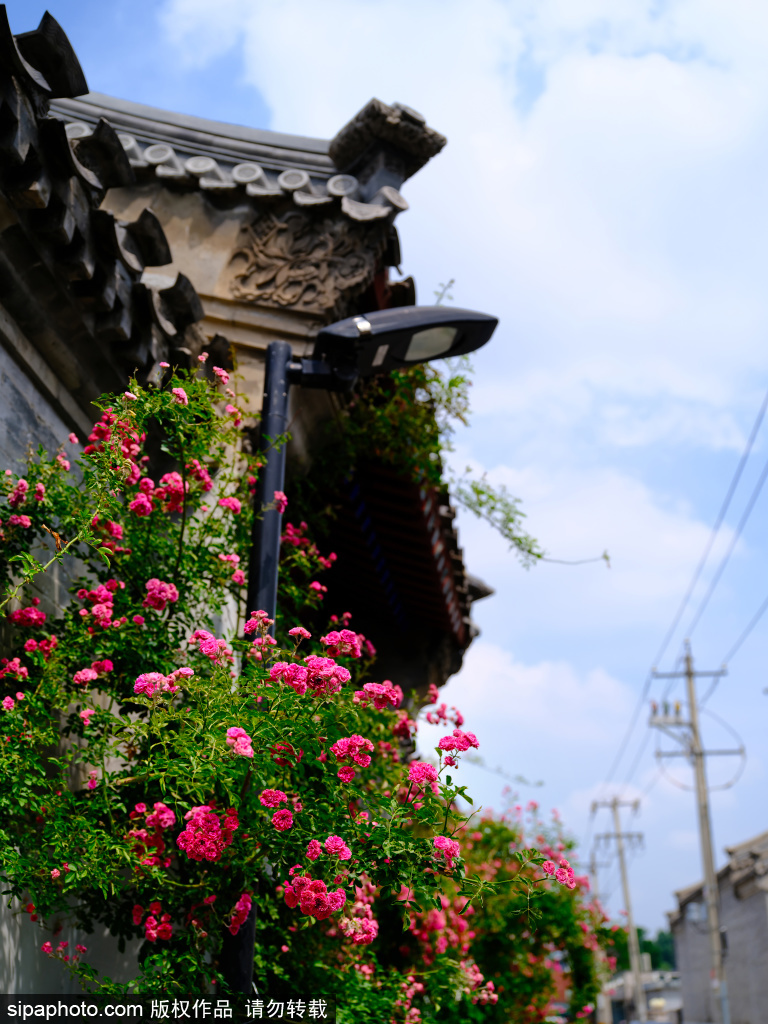 夏季胡同之美
