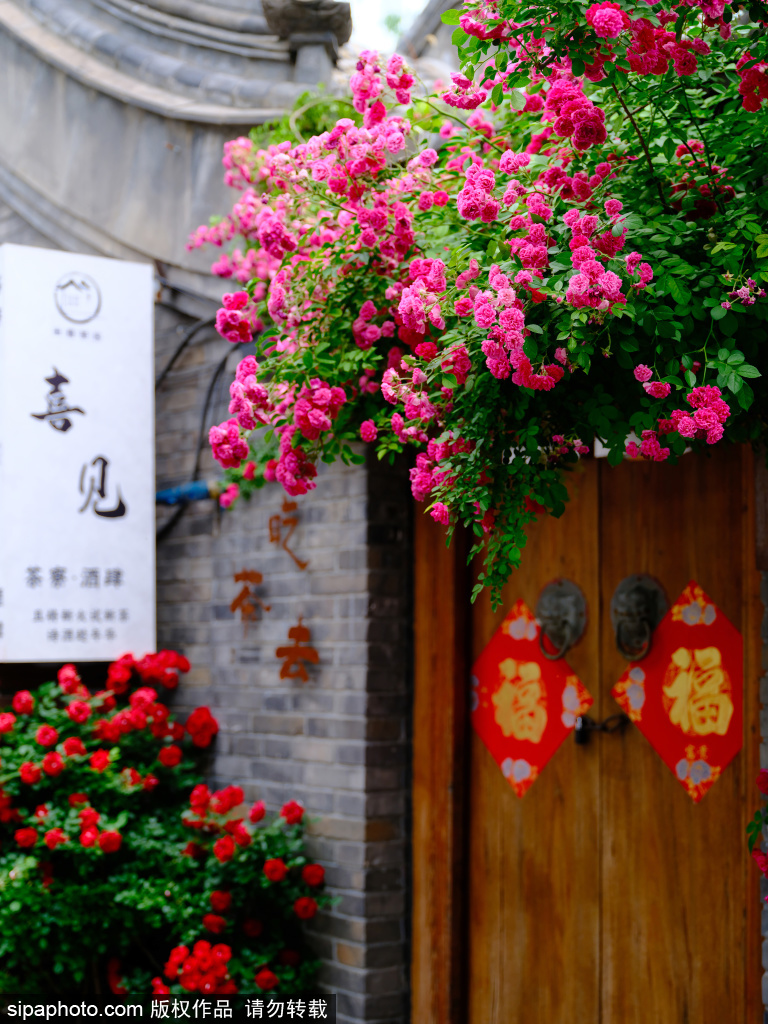 五道营胡同蔷薇花盛开，古都氛围感拉满