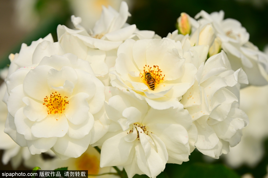 天坛公园月季花竞相绽放，尽显独特魅力