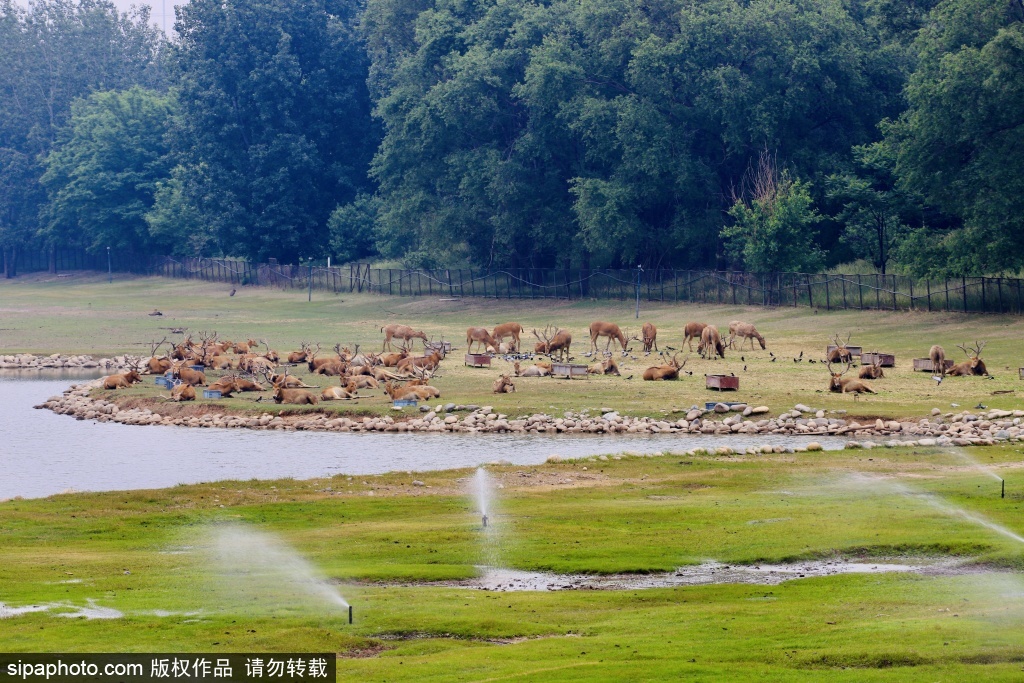 南海子麋鹿栖息地重现皇家猎苑生机