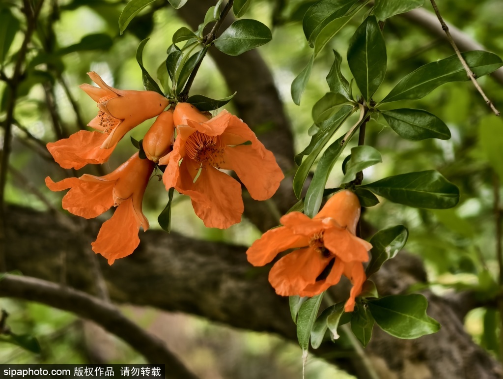 莲花池公园石榴花、七叶树花盛开