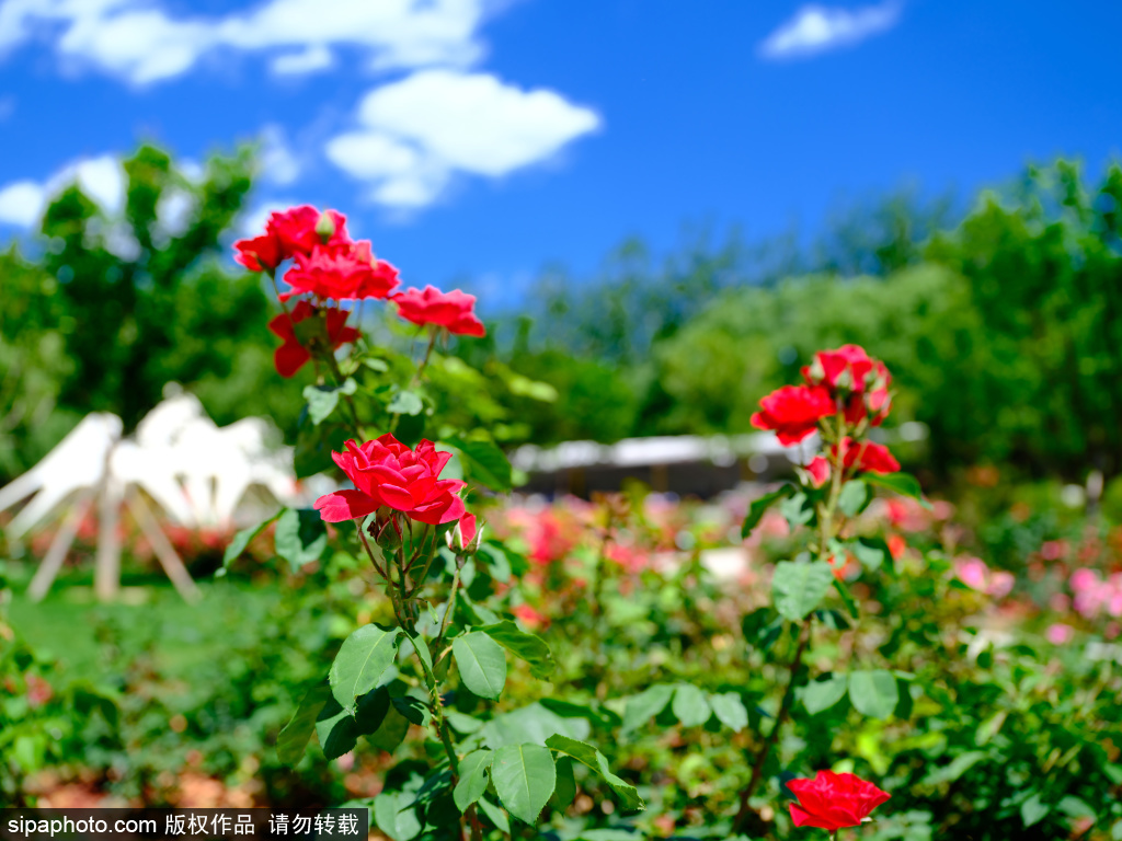 大望京公园月季进入盛花期 花团锦簇姹紫嫣红