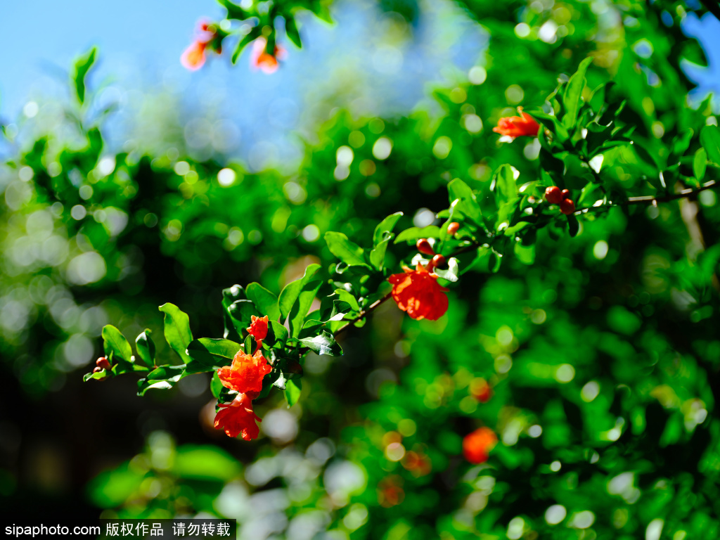 明艳热烈又温婉雅致，万松老人塔院内石榴花盛开