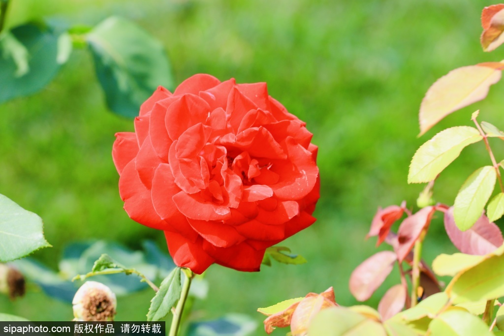 园博园夏花烂漫风染芳华