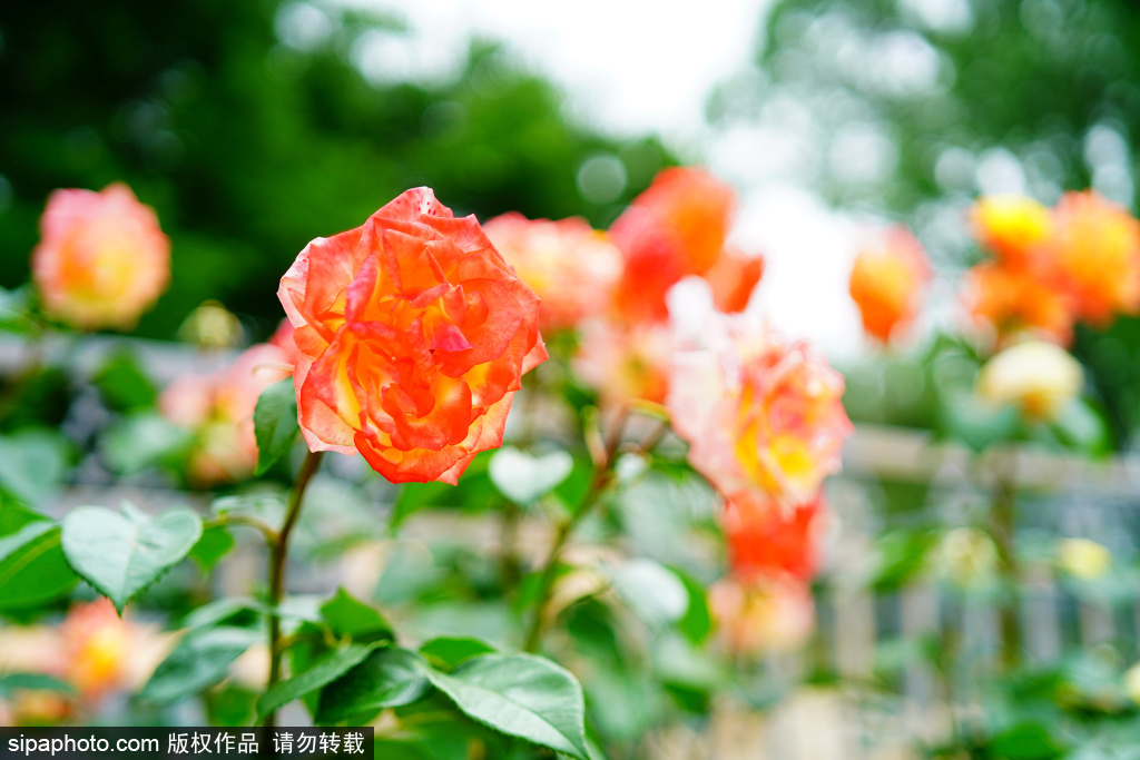 陶然亭公园月季花盛开