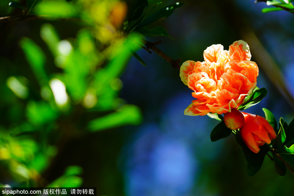 莲花池公园睡莲初绽放，玛瑙石榴花鲜艳夺目
