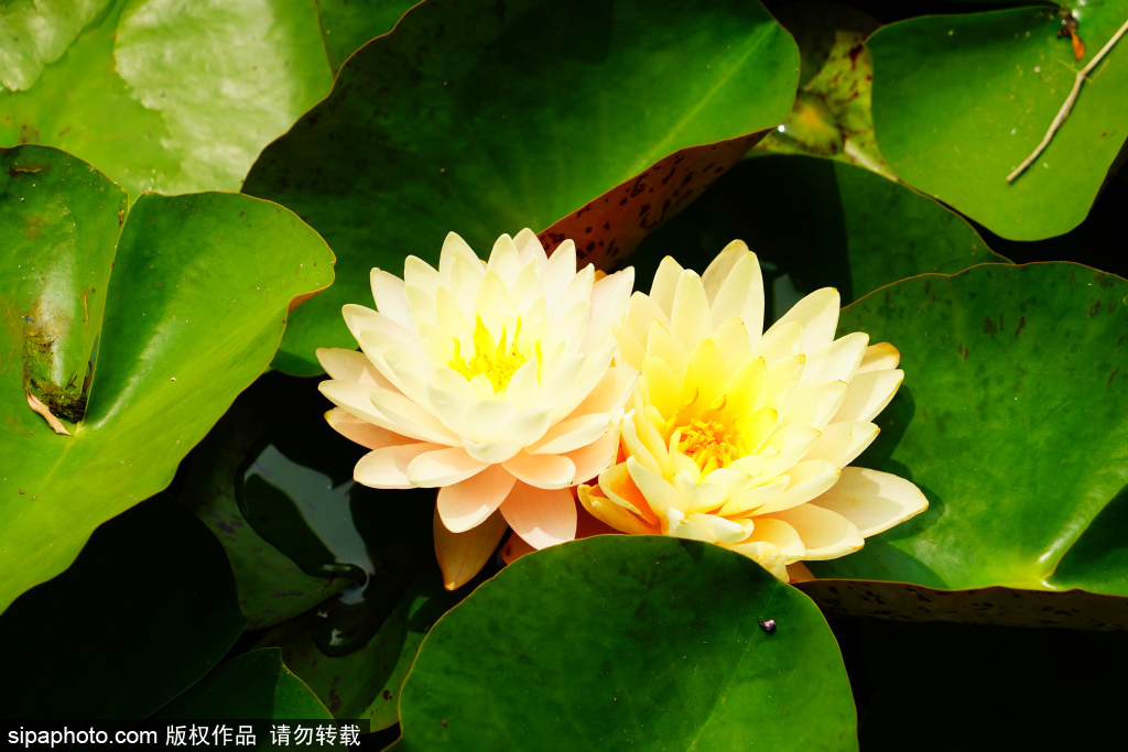 玉渊潭公园睡莲竞相绽放