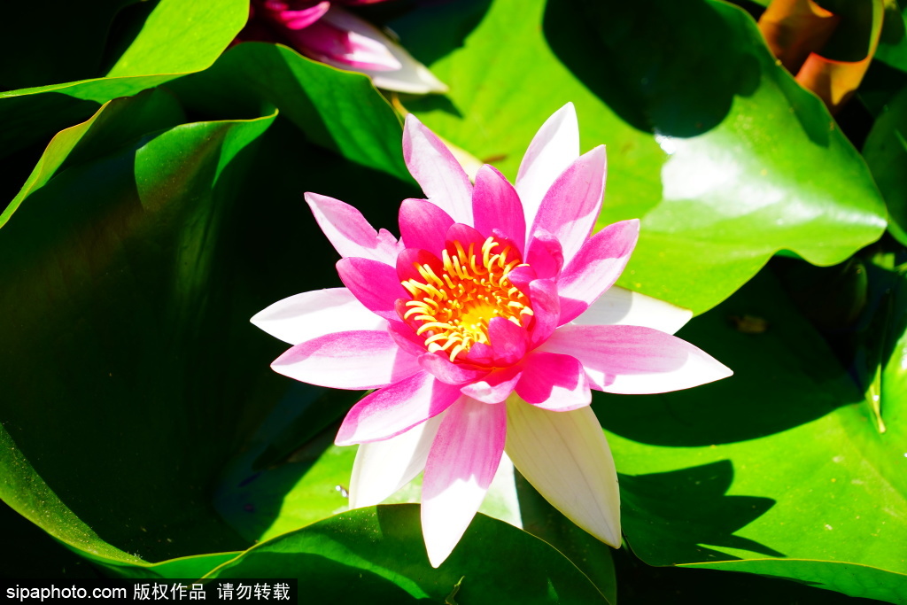 大观园睡莲亭亭玉立