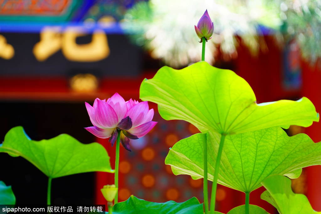 法源寺荷风送香禅意悠远