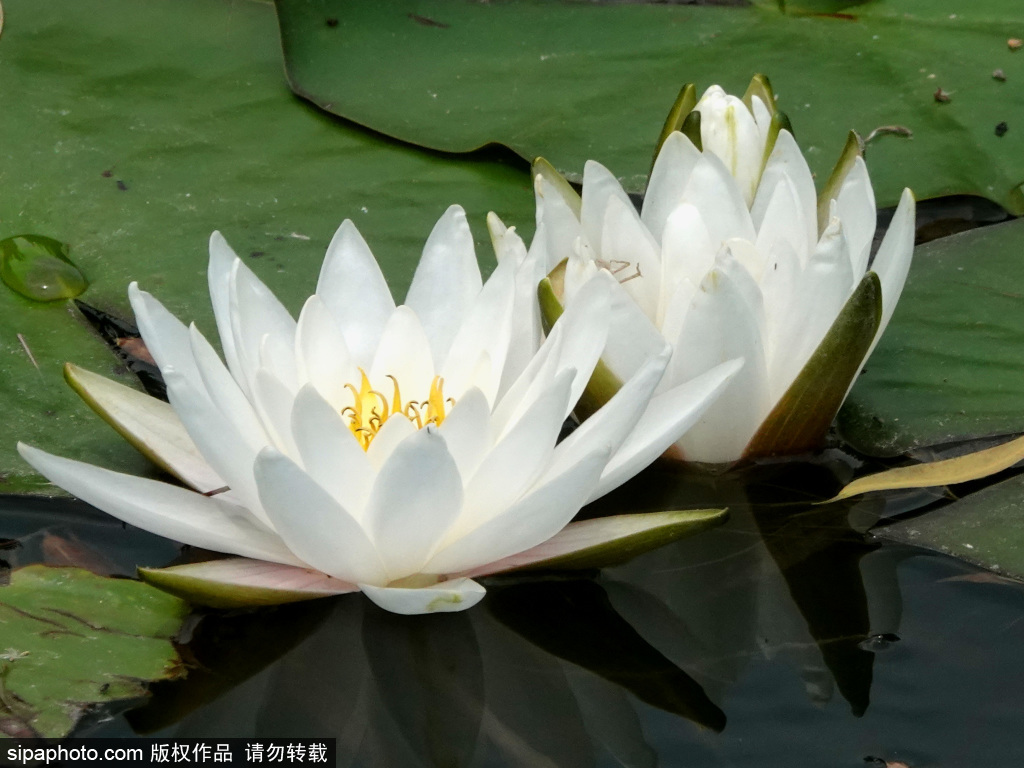 圆明园各色睡莲娇艳迷人