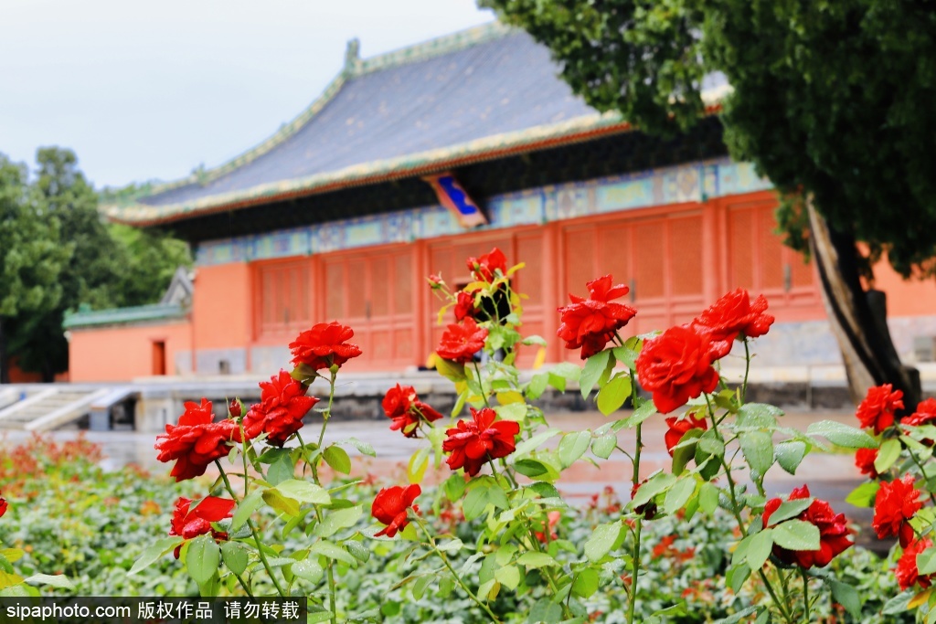 雨中漫步古代建筑博物馆，邂逅夏雨里的古建之美