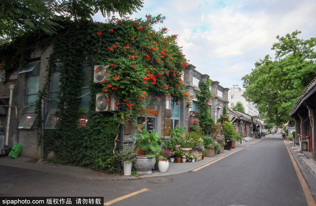 北京的胡同里有个“桃花源”