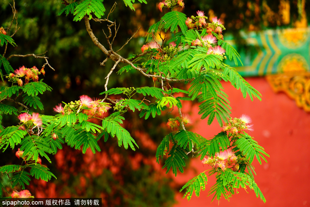 北海公园夏日限定美景上新，小西天景区合欢花盛开