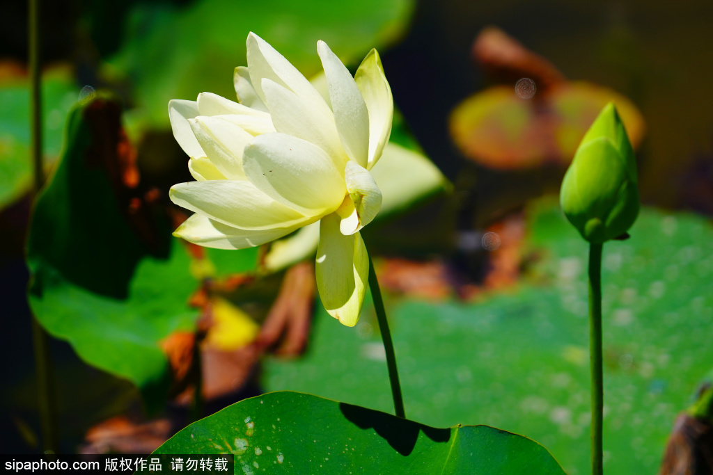 圆明园荷花绽放，绘就夏日美景