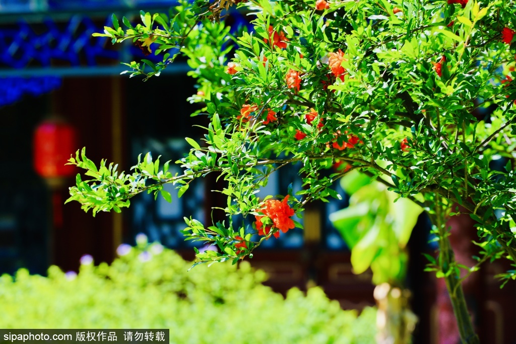 大观园蘅芜苑石榴凌霄双花竞妍