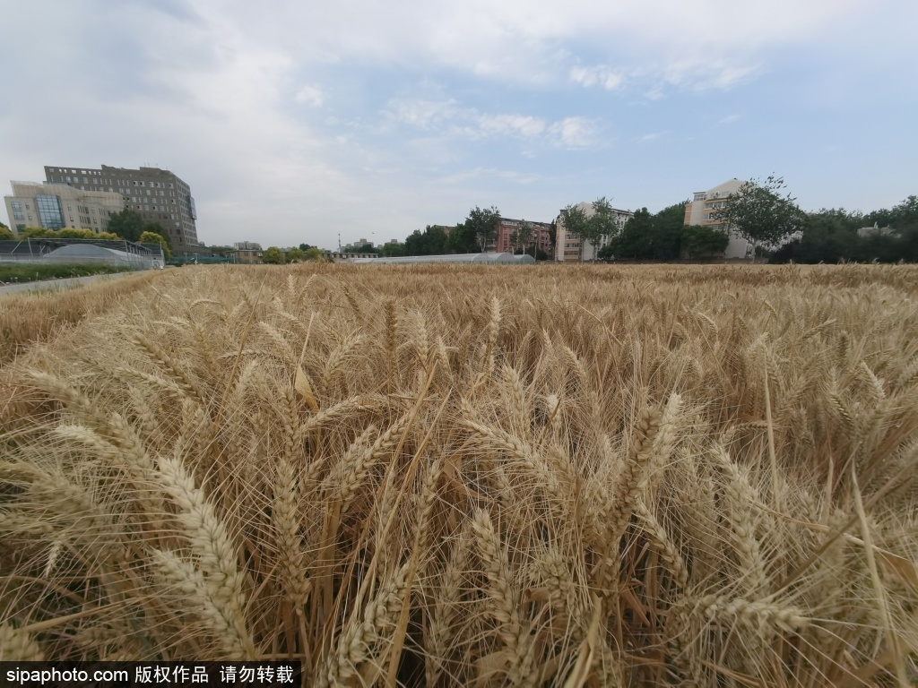 京都核心区居然藏着千亩科研麦田