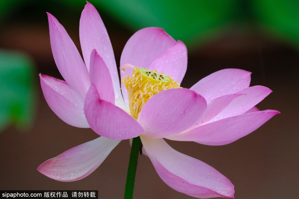 莲花池公园听雨赏荷，荷花次第绽放夏日氛围渐浓