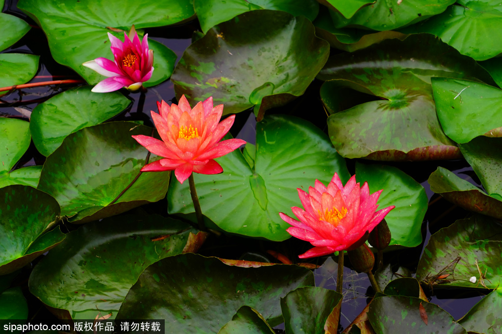 中轴线万宁桥荷花睡莲优雅绽放
